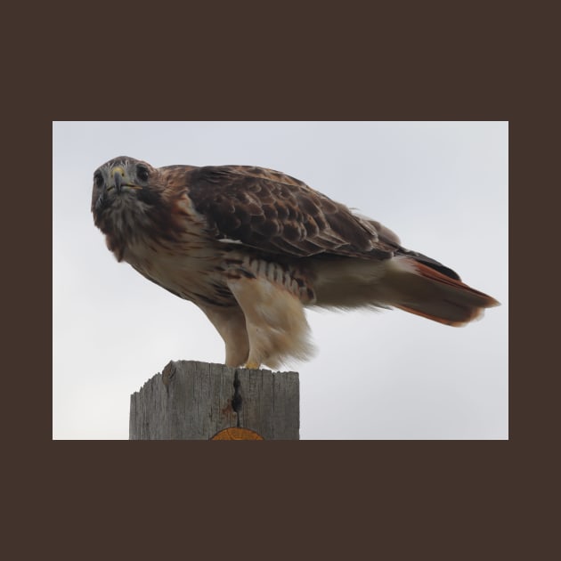 Red-Tailed Hawk by Judy Geller