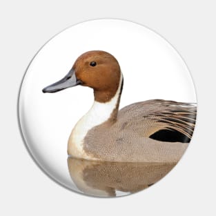 Reflections of a Northern Pintail Duck Pin