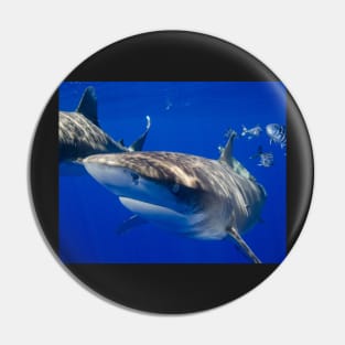 Close Encounter With An Oceanic White Tip Shark Pin