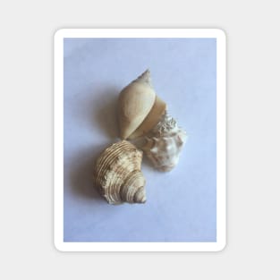 seashell Magnet