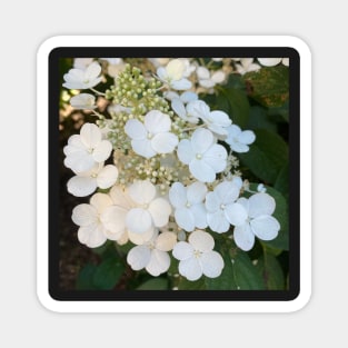 White hydrangeas Magnet