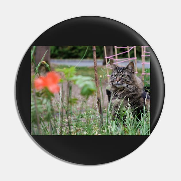 Grey tabby cat in summer looking at the poppy flower with great interest. Pin by fantastic-designs