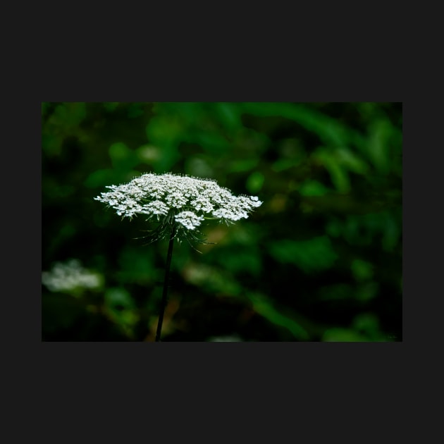 Queen Anne's Lace, White on Green by BrianPShaw