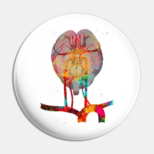 Brain and brainstem Pin