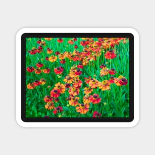 Cheery Red and Orange Helenium Flowers Magnet