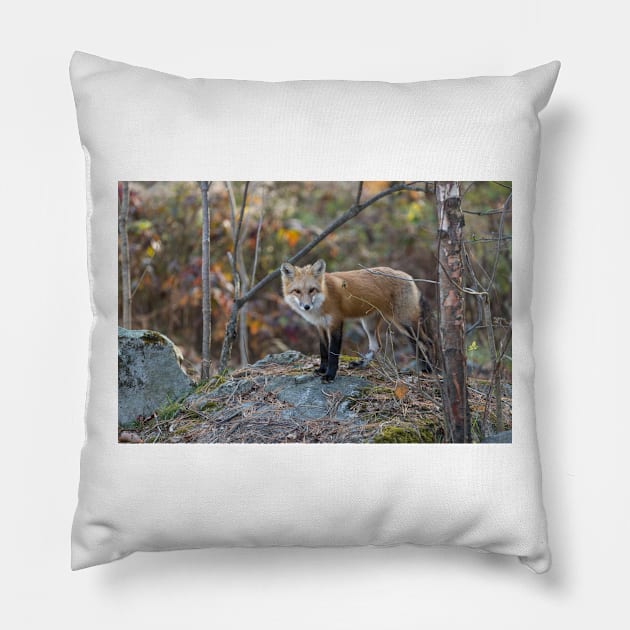 A lone Red Fox in the woods Pillow by josefpittner