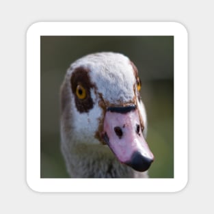 Egyptian Goose Magnet