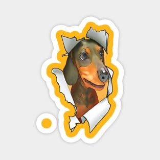 Cartoon Style Dachshund Poking Its Head Through Ripped Paper Magnet