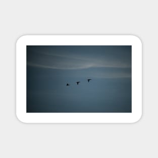 Geese in silhouette Magnet