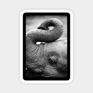 Baby Elephant Magnet