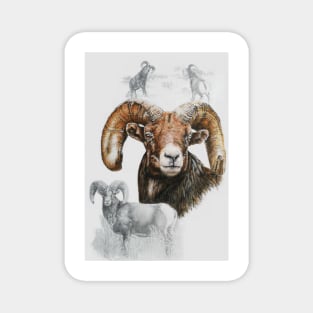 Bighorn Ram Magnet