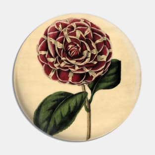 Camellia Archduchess Augusta With Details Pin