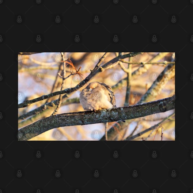 Sleepy Mourning Dove by BackyardBirder