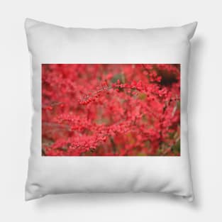 Close-up of red barberry in autumn Pillow