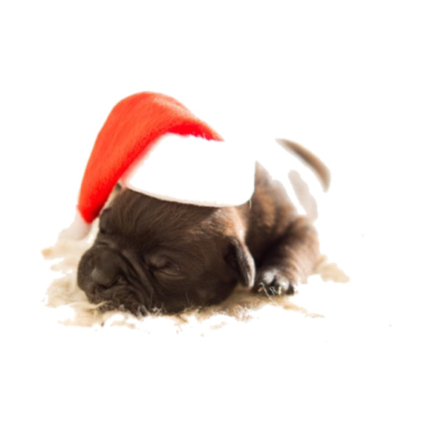 Merry Christmas Puppy