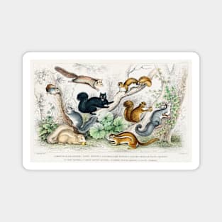 Antique British Illustration of Squirrels (1820) Magnet