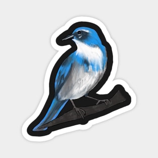 Western Scrub Jay Magnet