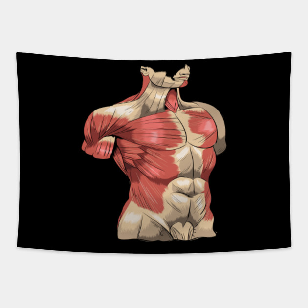 Human Anatomy Muscles Abs Pectorals - Human Anatomy - Tapestry | TeePublic