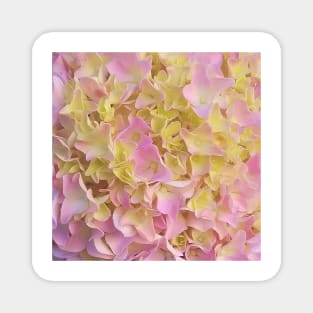 Yellow and Rose French Hydrangea Close Up Magnet