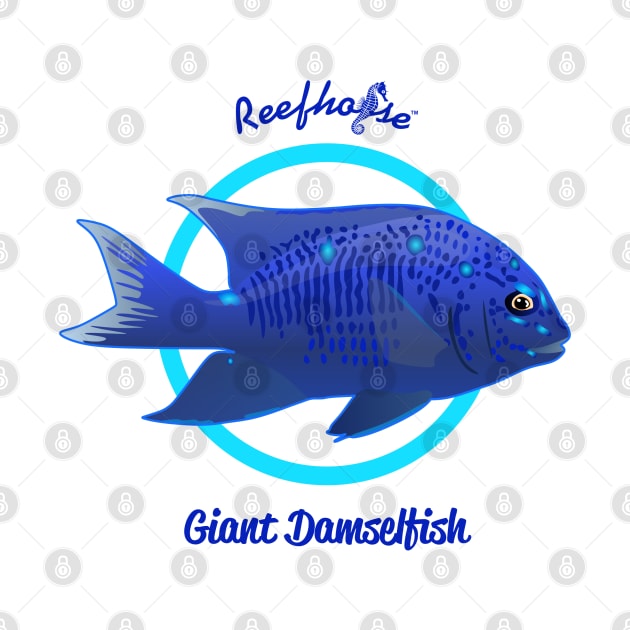 Giant Damselfish by Reefhorse