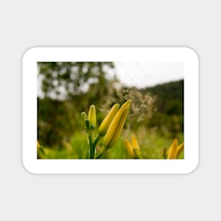 blb double day lilies Magnet