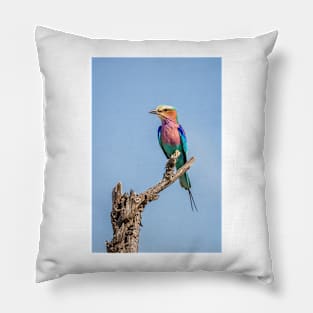 Lilac-breasted roller (Coracias caudatus) Pillow