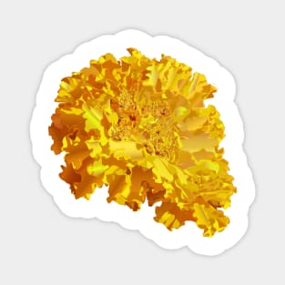 Yellow Marigold Magnet