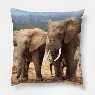 African Wildlife Photography Elephant Siblings Pillow