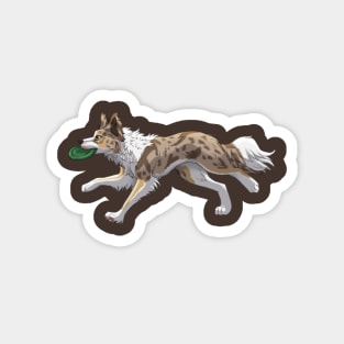 Running Tricolor Brown Lilac Merle Border Collie with Frisbee Magnet