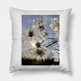 Sunlight through an Old Man's Beard - This Clematis is a Traveller's Joy Pillow