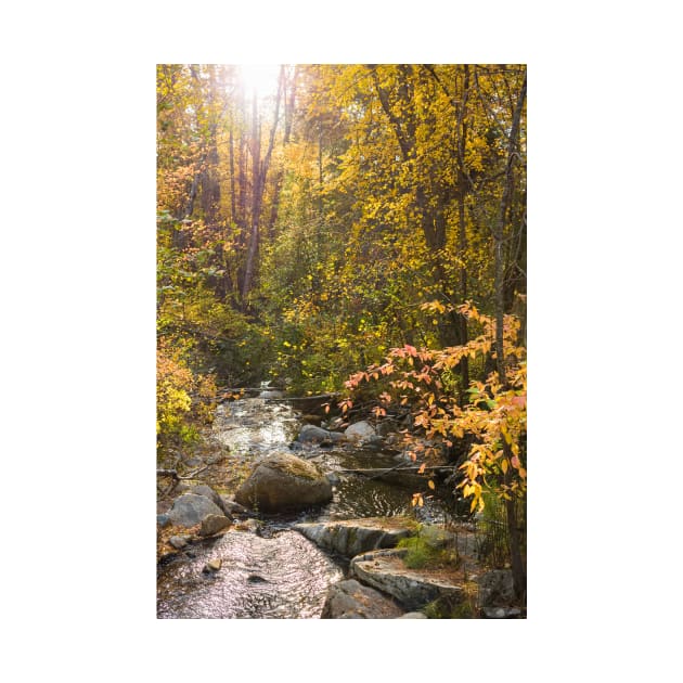 Peaceful Stream Through Autumn Forest in Sunshine by Amy-K-Mitchell