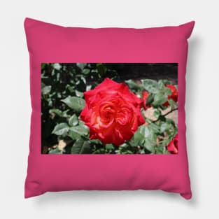 Flower Red Rose Pillow