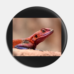 East African Rainbow Agama Lizard, Male Pin