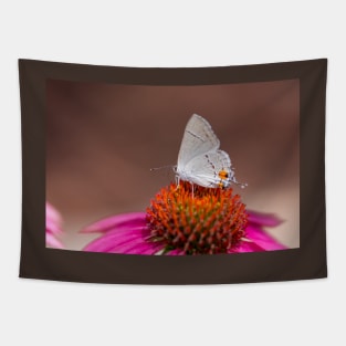 Gray Hairstreak Butterfly on Wild Berry Coneflower Tapestry