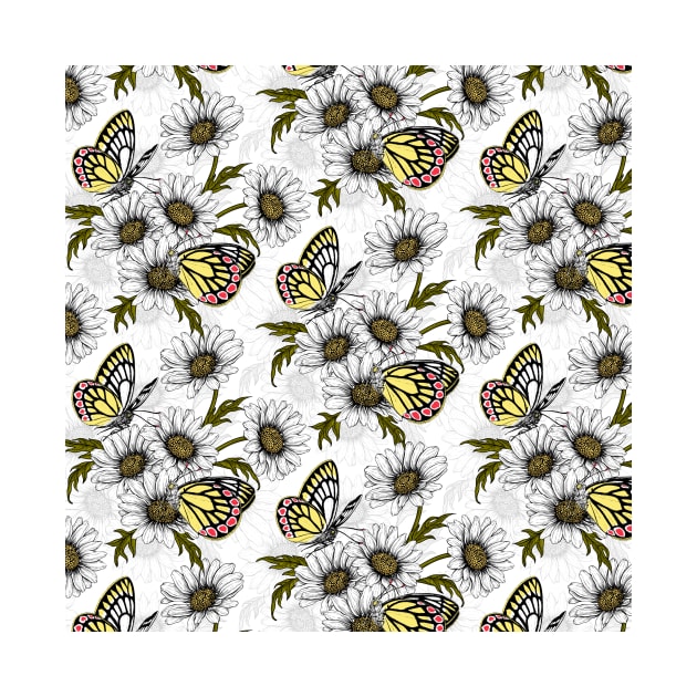 Jezebel butterflies and daisy flowers on white by katerinamk