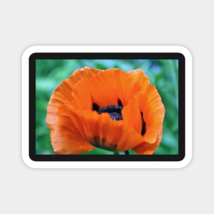 Red Poppy Magnet