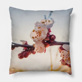 blooming apricot at sunset Pillow