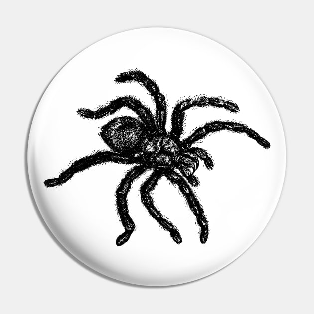 Vintage Tarantula Illustration Pin by tommartinart