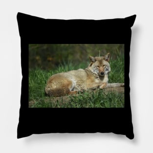 Coyote Pillow