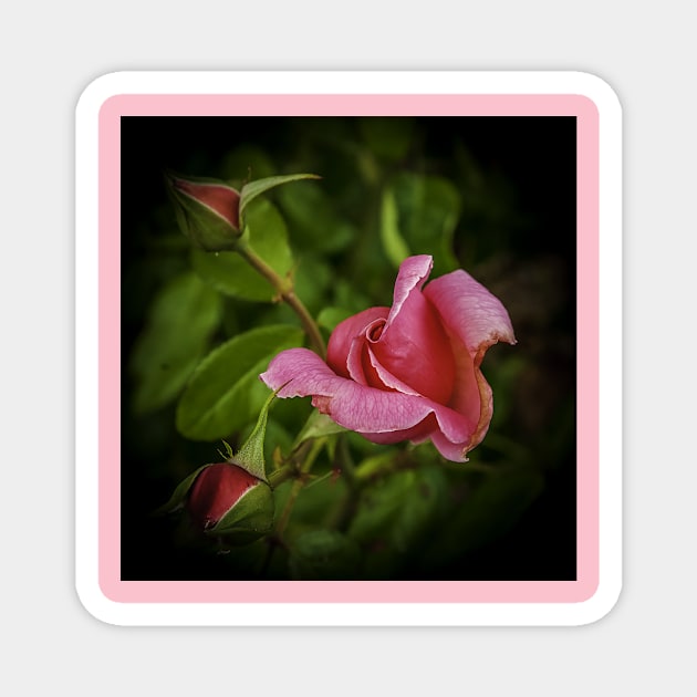 Pink Rose Magnet by mtbearded1