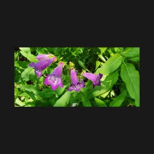 Purple Penstemons T-Shirt