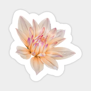 Peach Pink Melody Dora Dahlia Flower Illustration Magnet