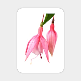 Fuchsia  &#39;Miss California&#39; Magnet