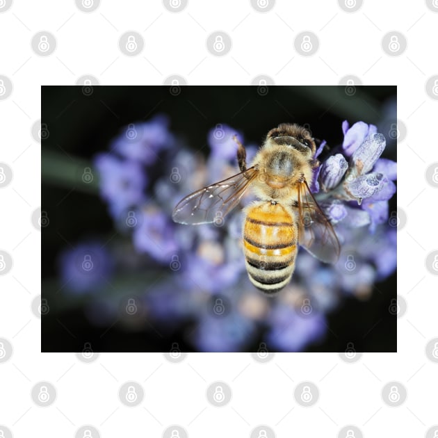 Honey bee (Apis mellifera) gathering nectar on lavender flowers by SDym Photography