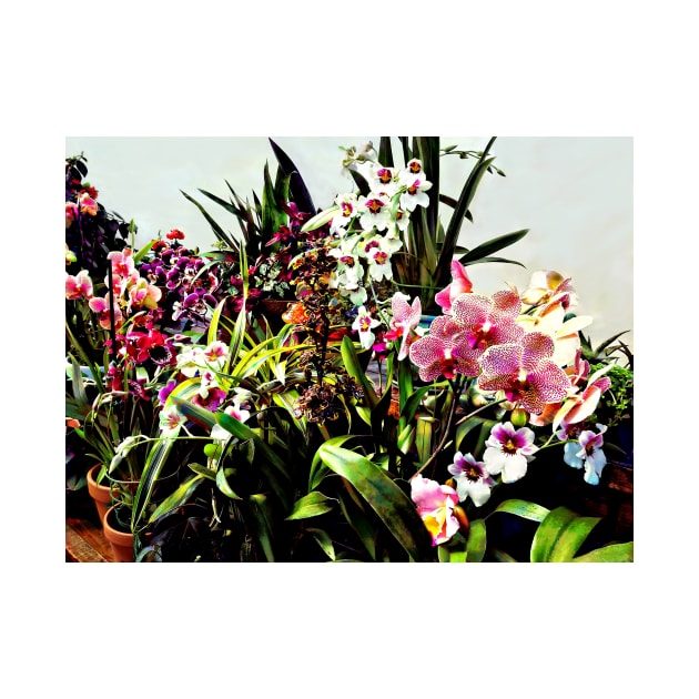 Orchids in the Garden Center by SusanSavad