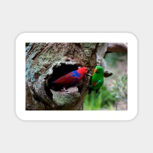 Pair Of Eclectus At The Nest Magnet