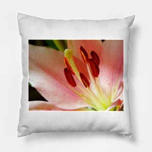 Close up of a Lily Pillow