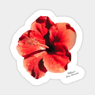 Hibiscus Flower Magnet