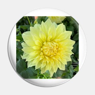 Yellow Dahlia Bloom Pin