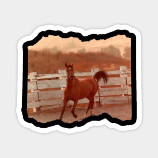 Bay Arabian Horse Magnet